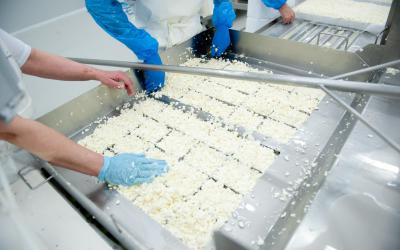 The curd is placed in rectangular molds,