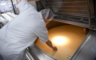 Le lait pasteurisé est ensuite transféré dans les cailleurs, les enzymes coagulent le lait et le caillé est ensuite coupé,