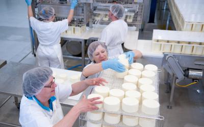 Les fromages sont ensuite mis sur les claies avant de passer à la saumure.