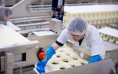 The curd is then placed in round molds,