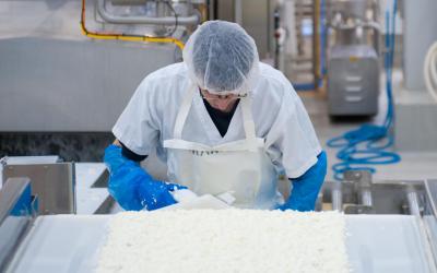 When the curd is ready, the whey is drawn out of the curd as it drips on the conveyor,